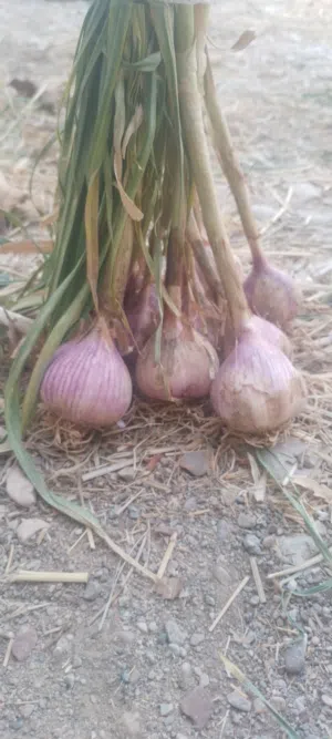 ثوم عماني إنتاج السنه