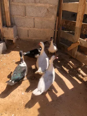 بط عربي بسم الله ماشاء الله بط صغير