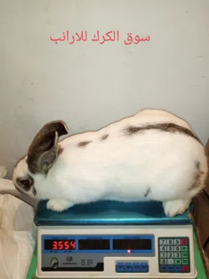 انثايتين هجين بابيون اقرا الوصف.