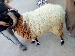 أضحية العيد خرفان برقي ورحماني وبلدي