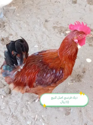 ديك للبيع فرنسي اصلي