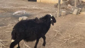 كبش ماشاءالله فول سمنههه تبارك الله