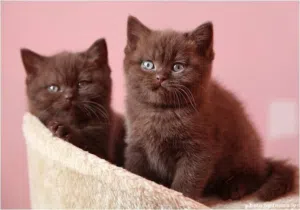 Fluffy British Shorthair Cinnamon Kittens Looking for Homes