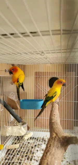 ببغاء صن كونور (Sun Conure)