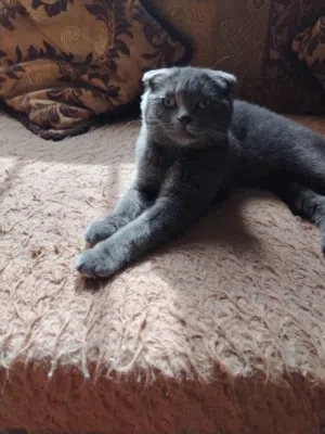 قط سكوتش فولد