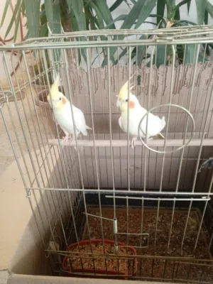 طيور كوكتيل للبيع