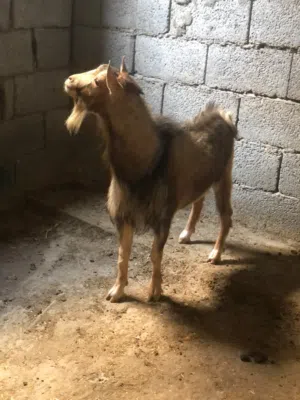 فحل كردي سخون ماشاء الله لا قوة إلا بالله للبيع ساوم في القدو