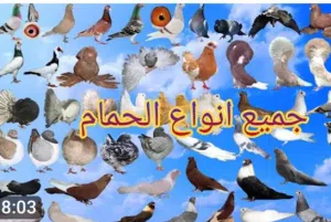 يحء مزهودالابروي 
