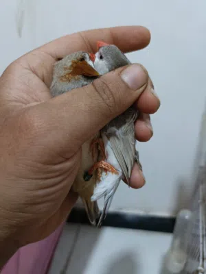 زوج فناجس سوبر