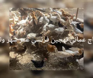 دجاج عماني تهجين فرنسي