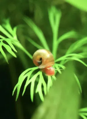 حلزون الرامشورن لتنظيف الأحواض red ramshorn snail