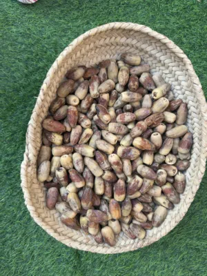 تمر محقب (نظيف وحجم كبير)