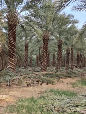 للبيع نخل عربي واشنطني خلاص صقعي مجدول شيشي سكري برحي فسايل فروخ حيش اشجار ليمون وزيتون وثيل