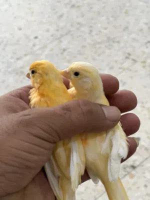 جوز جزري فراخ عمر 4اشهر فحل وطيره صلات نبي