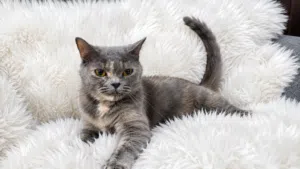 (Urgent عاجل) British Short Hair for Adoption - بريتيش شورت هير  للتبني