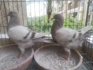 ‏حمام‏2