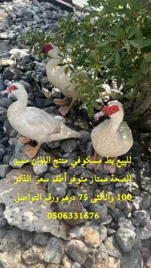 للبيع بط مسكوفي