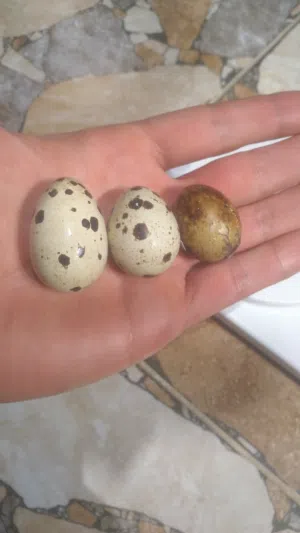 طيور سمان جامبو وسوبر جامبو أعلى جودة (تكساس، ياباني، برري)