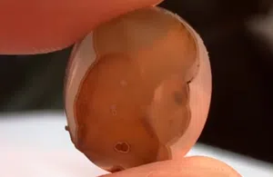 خاتم ملكي نادر جدا جدا طبيعي