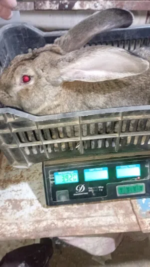 ذكر ألماني على بلدي