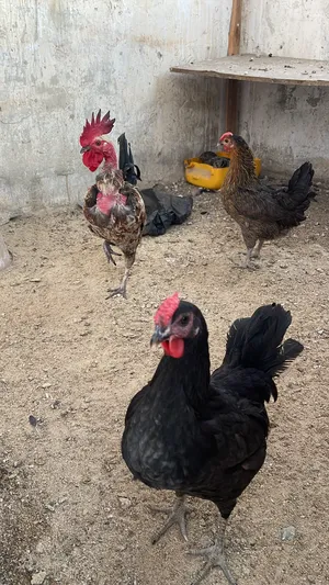 ‏دجاج‏1