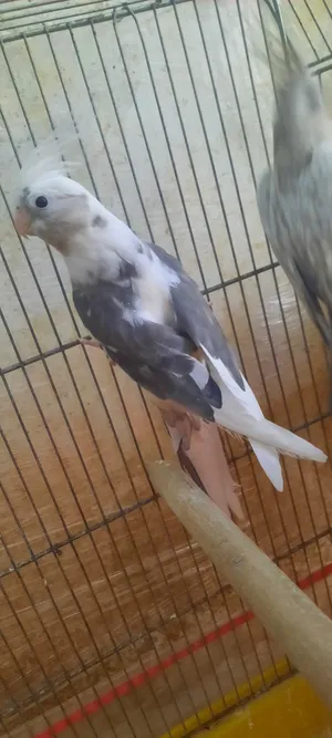 ‏ببغاء‏4