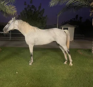 Horses4
