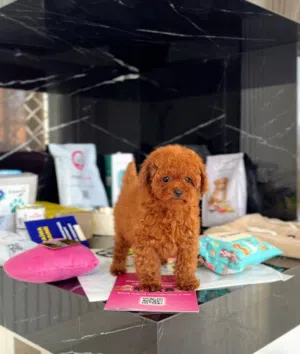poodle puppies