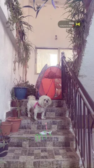 ذكر مالتيز للبيع