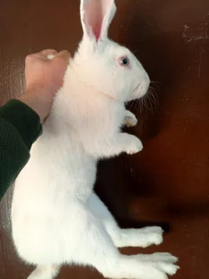 ارانب للبيع