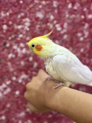 ببغاء كوكتيل اليف
