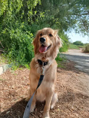 female Golden Retriever for mating