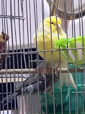 فحل ونثية كناري نثية بوم فحل نرويجي نص فول