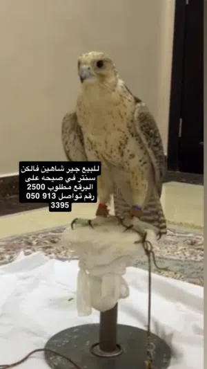 جير شاهين طير