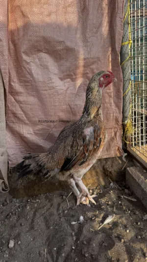 دجاجه منتجه بكستاني تايلندي