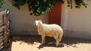 خروف وطني ربي يبارك عمره ف7شهور سليم من العيوب مسلان مشالله متع تربيه او موس لبيدبح