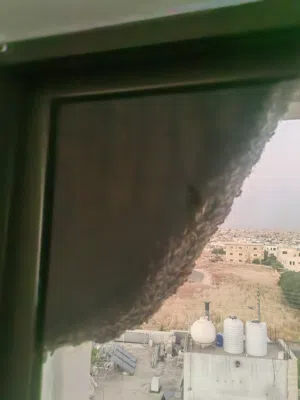 خلية نحل للبيع