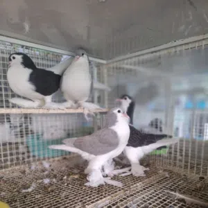 zanki pigeon 2025