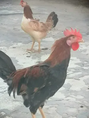 دجاج كويتي اصلي ديج شمسي دجاجه كريمية مطوكة بياضة