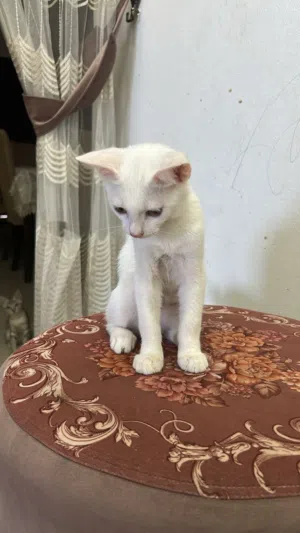 قط اليف ذكر ابيض