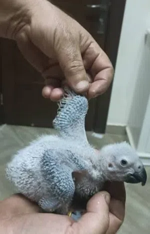 فرخ ببغاء كاسكو زق