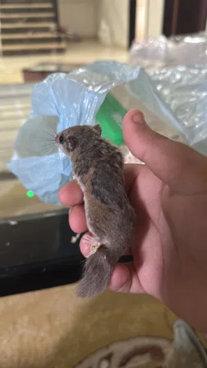 سنجاب القزم او ابدل بحيوان ثاني