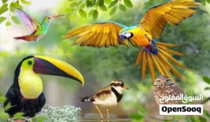 مطلوب طائر زينة للتبني
