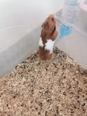 زوج هامستر سوري