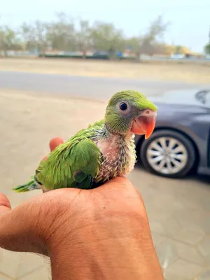 Small Green parrot