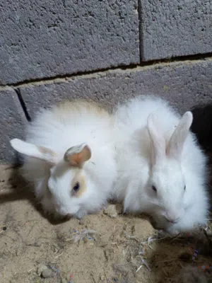 زوج ارانب  ارانب