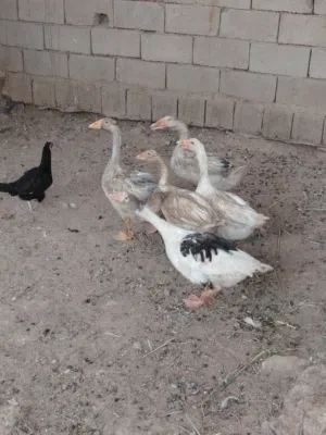 بط اربع مخاليف وامهن مالات السنه خشنات