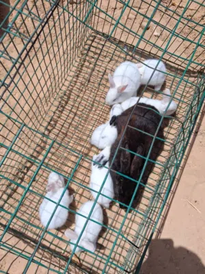 ارانب مالطيات