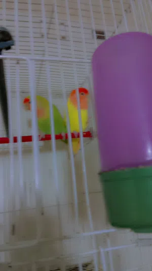 ببغاء للبيع مستعجل
