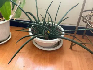 Very fresh and good plants for sale